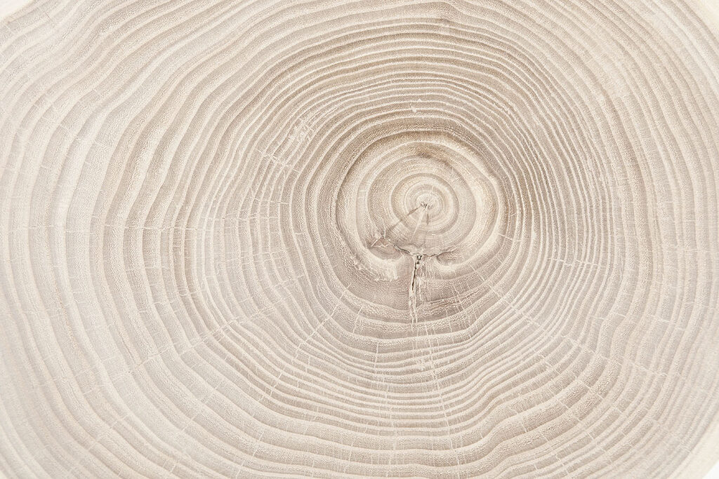 A close up of a tree trunk A close up of a tree trunk