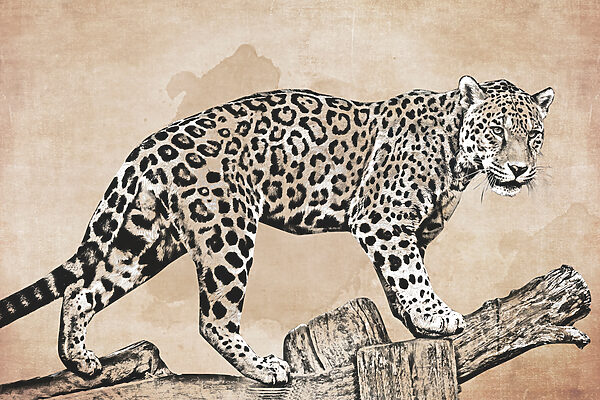 Un desen de un leopard care merge pe un buștean Un desen de un leopard care merge pe un buștean