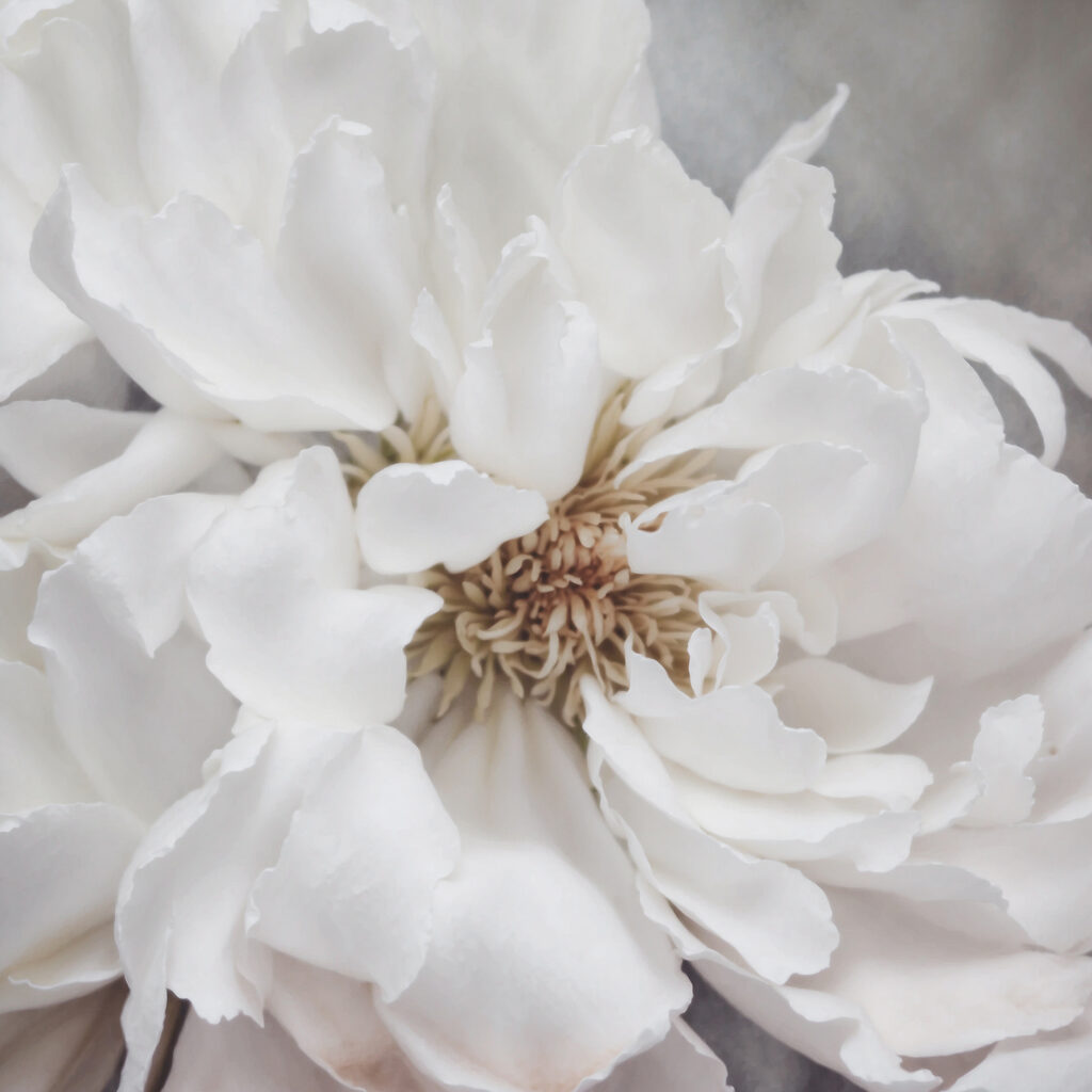 Delicate petals of pure elegance