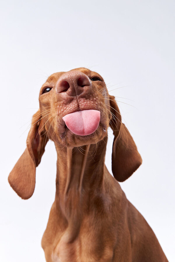 A dog sticking its tongue out A dog sticking its tongue out