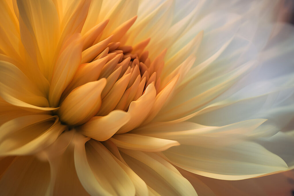 A close up of a flower