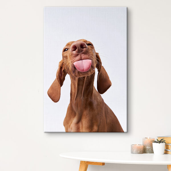 A dog sticking its tongue out A dog sticking its tongue out