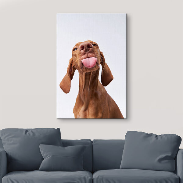 A dog sticking its tongue out A dog sticking its tongue out