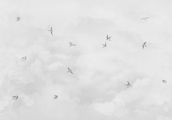 w00526v1p 600x420 - Un grup de păsări care zboară pe cer - tegory