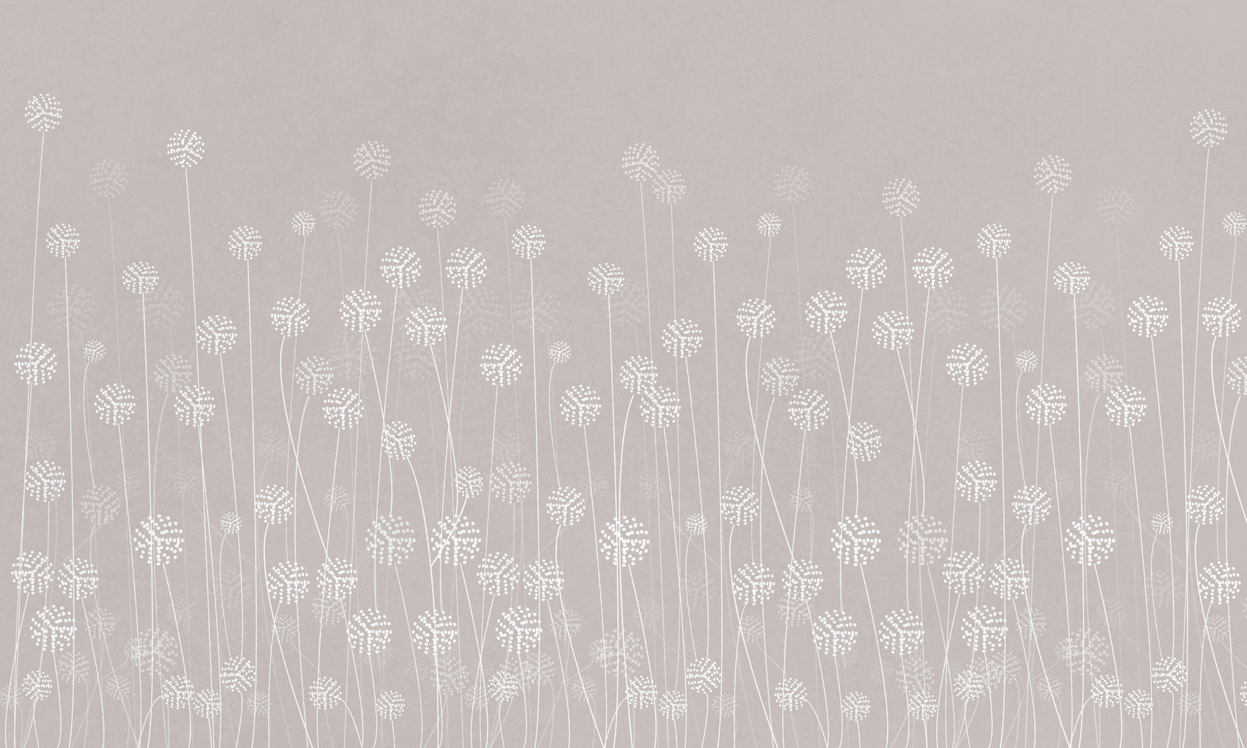 w00613v2p - O flori albe pe un fundal gri - tegory