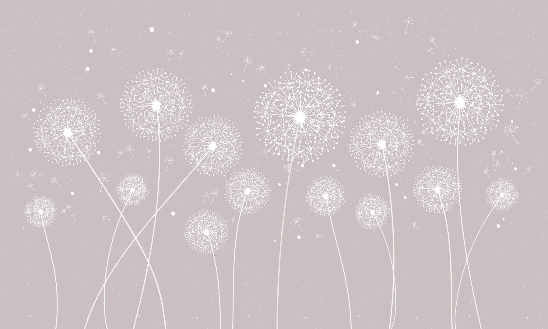 A white dandelions on a grey background A white dandelions on a grey background