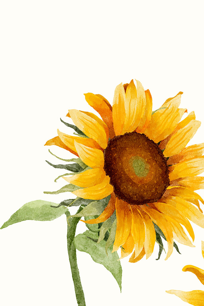 A close up of a sunflower A close up of a sunflower