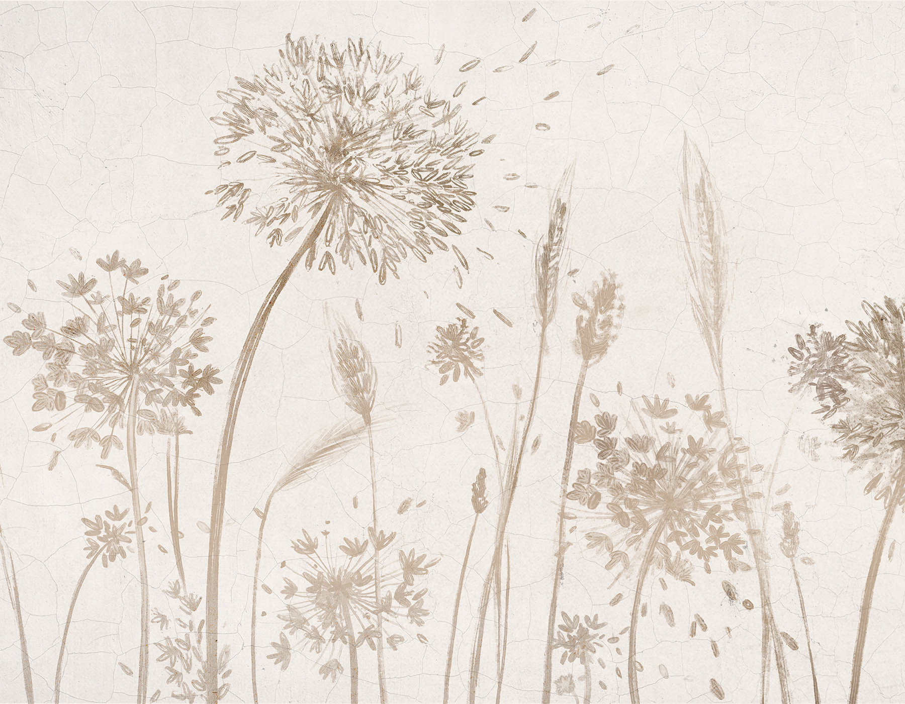 Drawing of dandelions and wheat