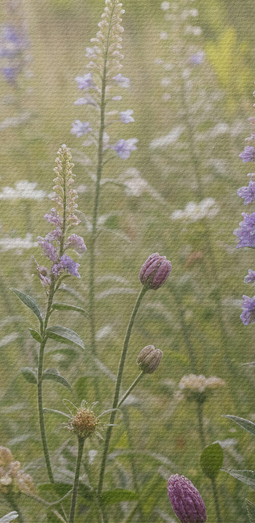 Field of flowers