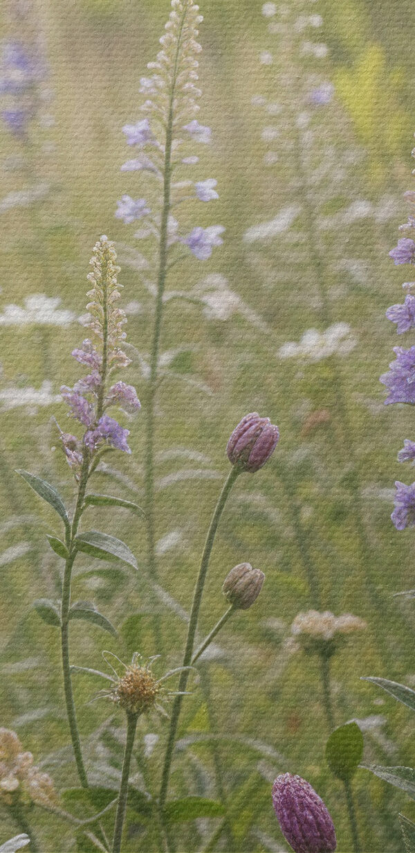 Câmp de flori Câmp de flori