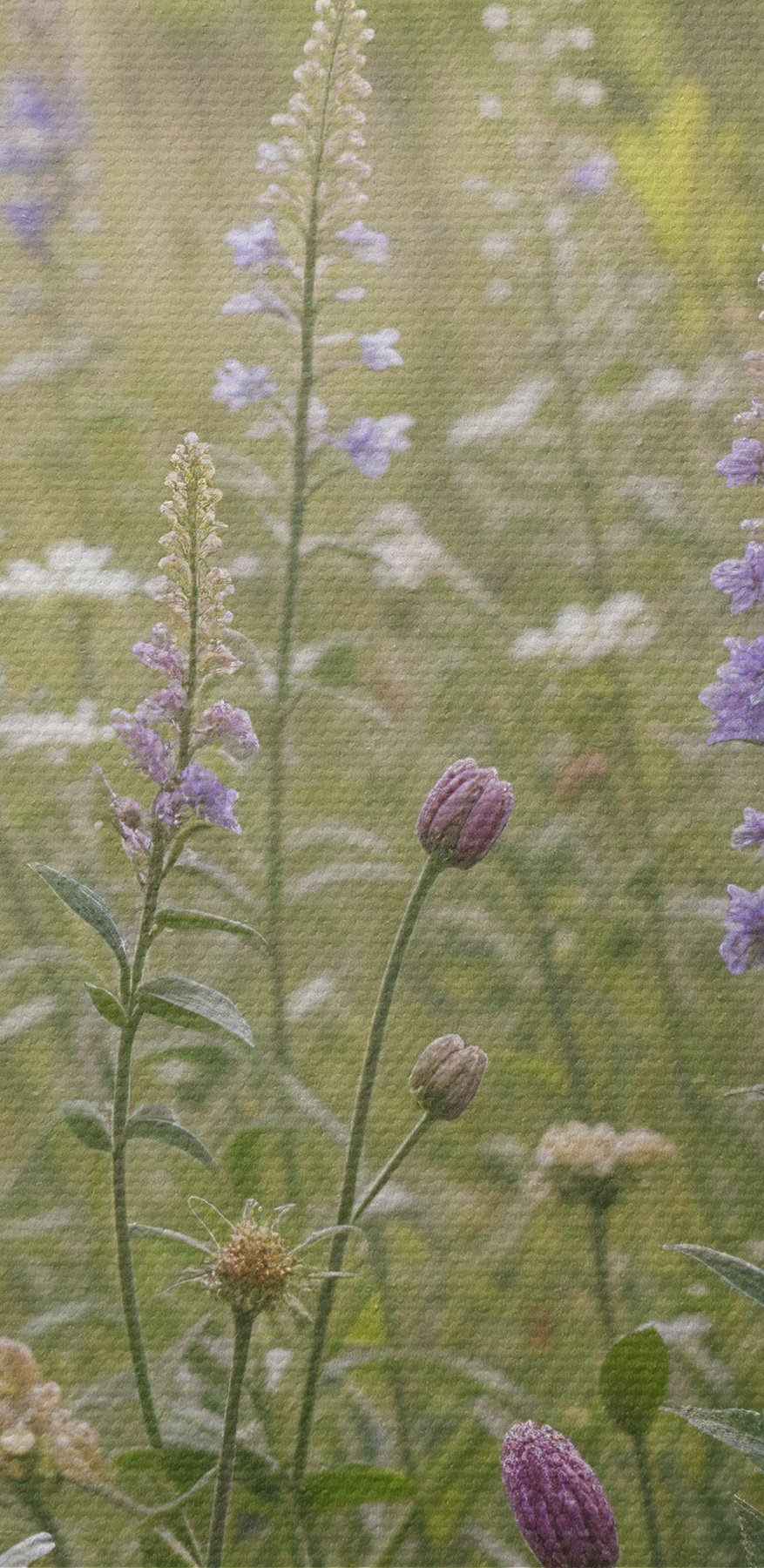 Câmp de flori