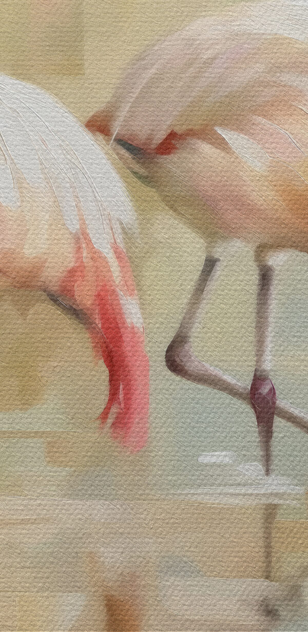 Două flamingo mergând pe apă Două flamingo mergând pe apă