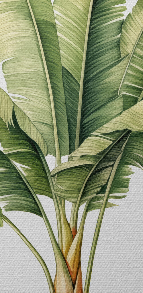 Palm tree with large leaves