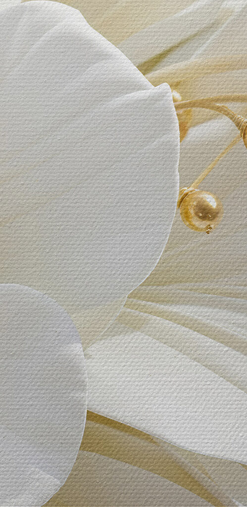 Close up of a white flower