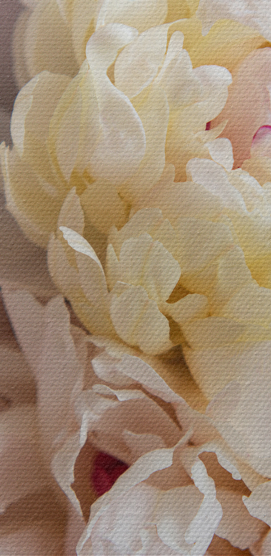 Vedere de aproape a unei flori
