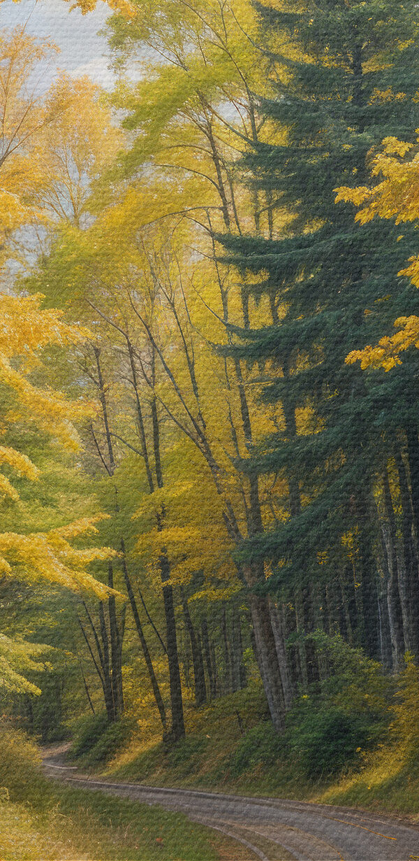 Drum printr-o pădure cu frunze galbene Drum printr-o pădure cu frunze galbene