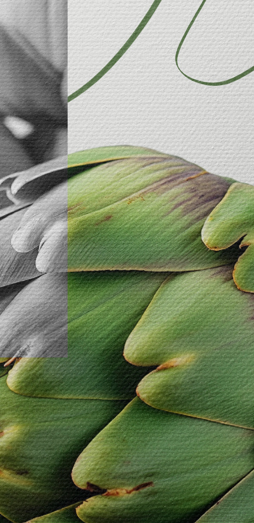 Anghinare pe o masă cu un fundal verde Anghinare pe o masă cu un fundal verde