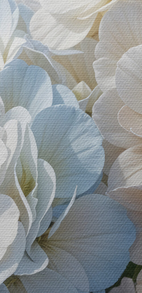 Group of white and blue flowers