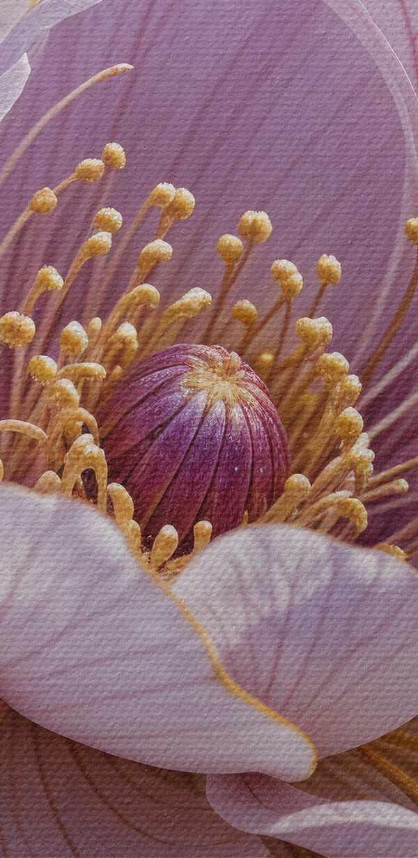 Vedere de aproape a unei flori Vedere de aproape a unei flori