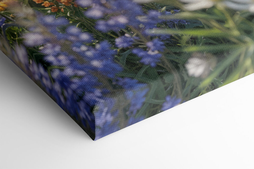 Câmp de flori colorate s40390pml 1024x683 - Câmp de flori colorate