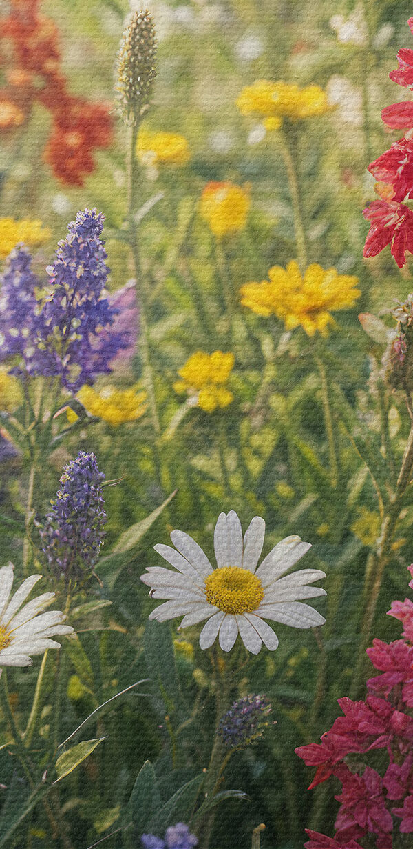 Câmp de flori colorate s40390pzvl 600x1231 - Câmp de flori colorate