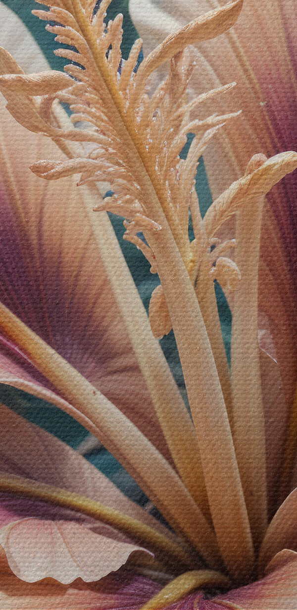 Vedere de aproape a unei flori Vedere de aproape a unei flori