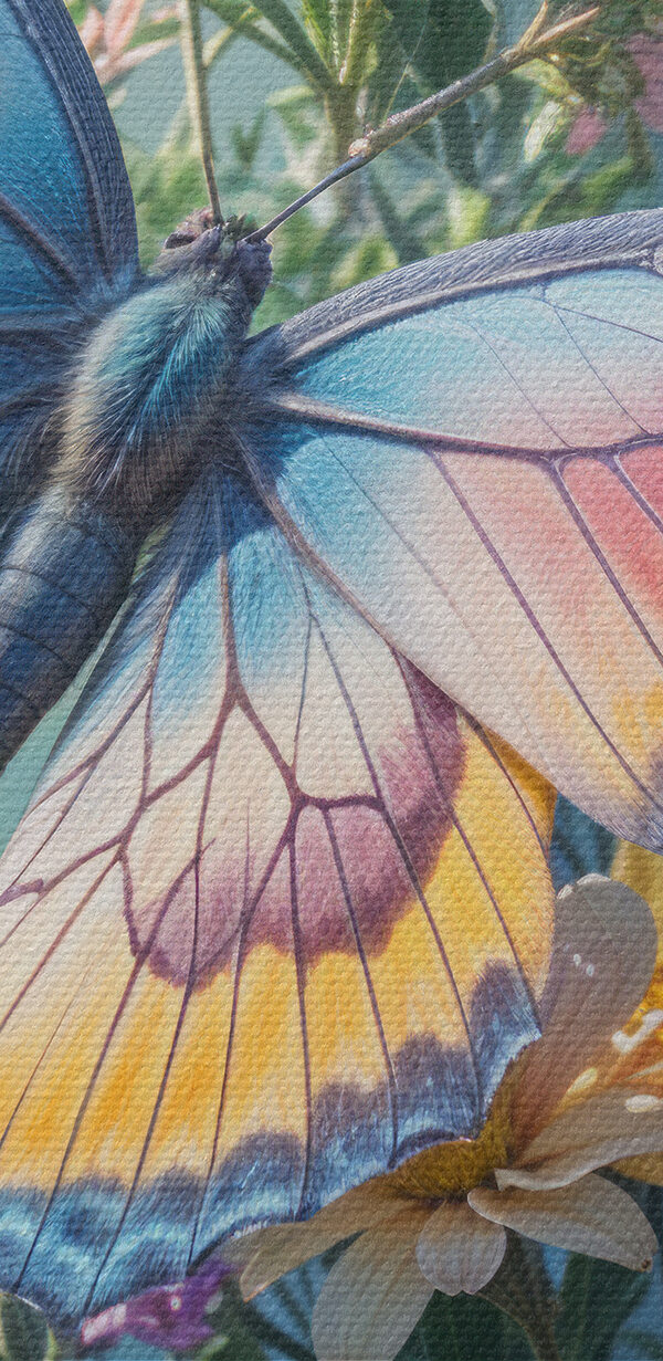 Fluture pe o floare Fluture pe o floare