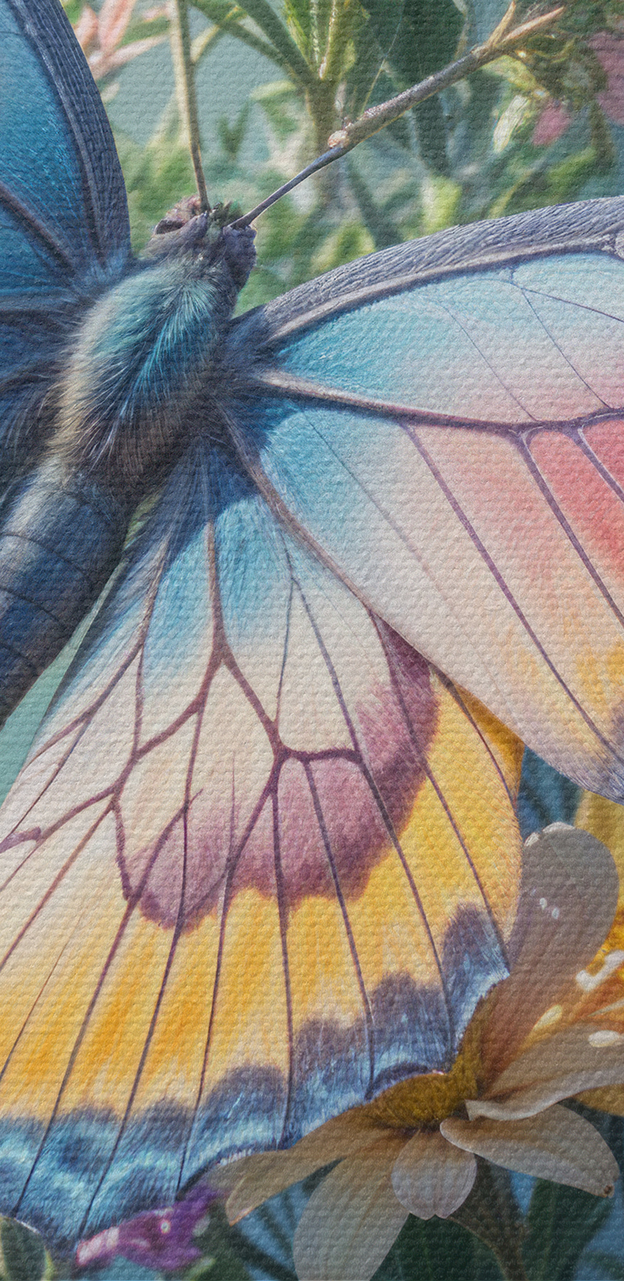Fluture pe o floare Fluture pe o floare