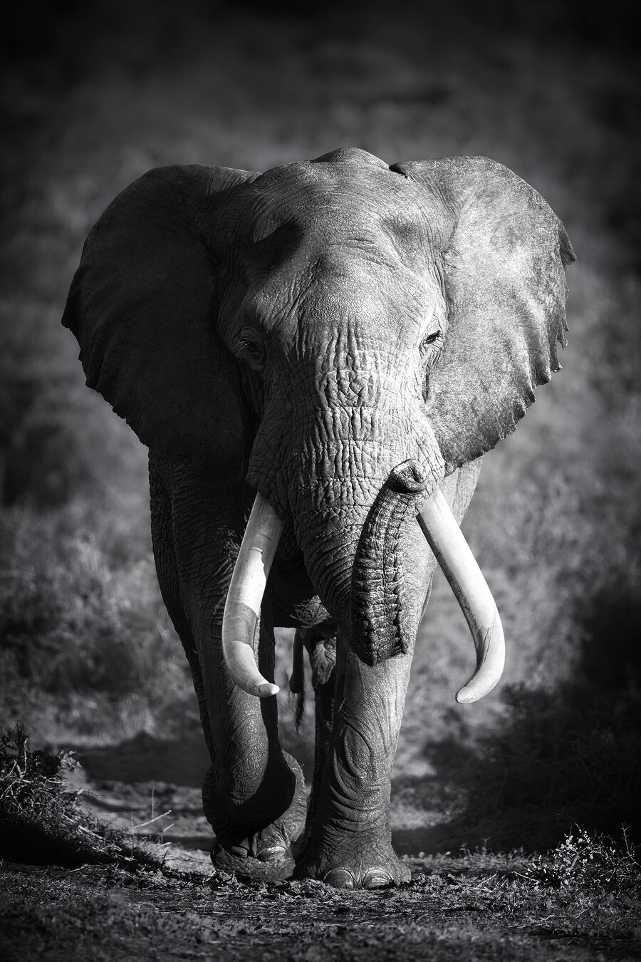 Un elefant cu colți care merge