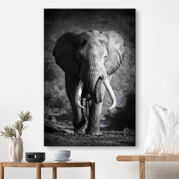 Un elefant cu colți care merge Un elefant cu colți care merge