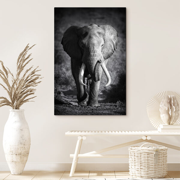 Un elefant cu colți care merge Un elefant cu colți care merge
