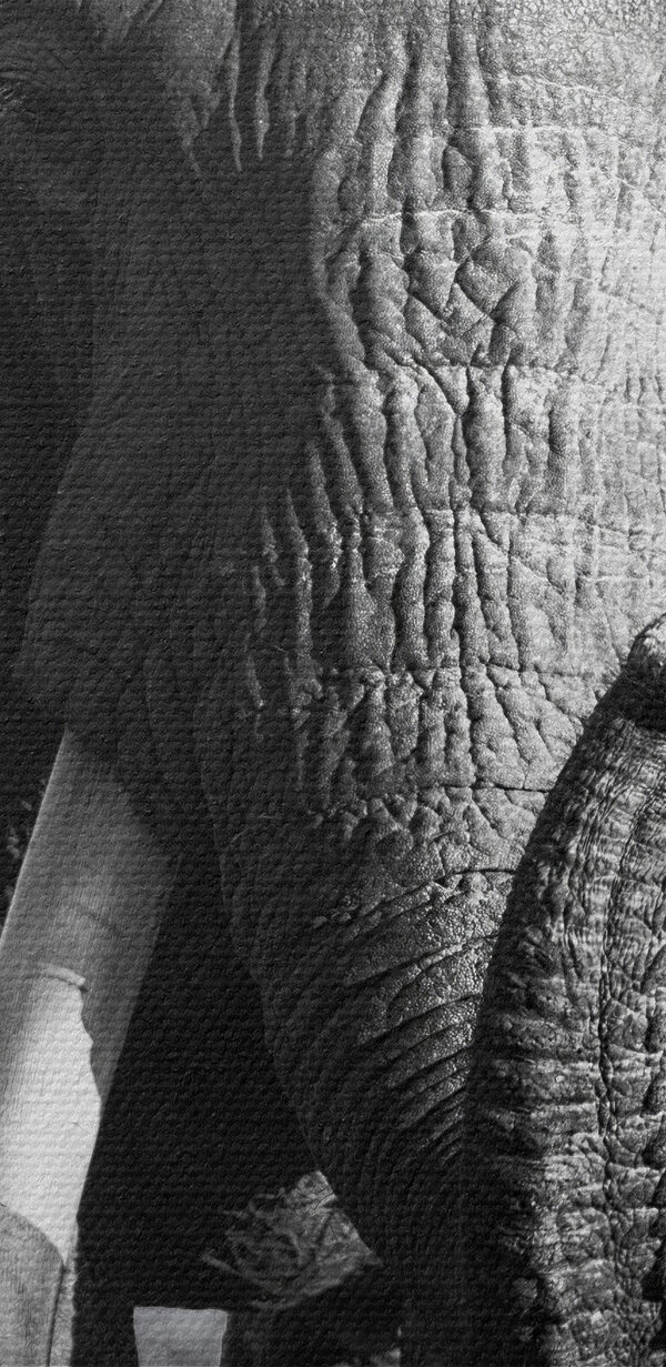 Un elefant cu colți care merge Un elefant cu colți care merge