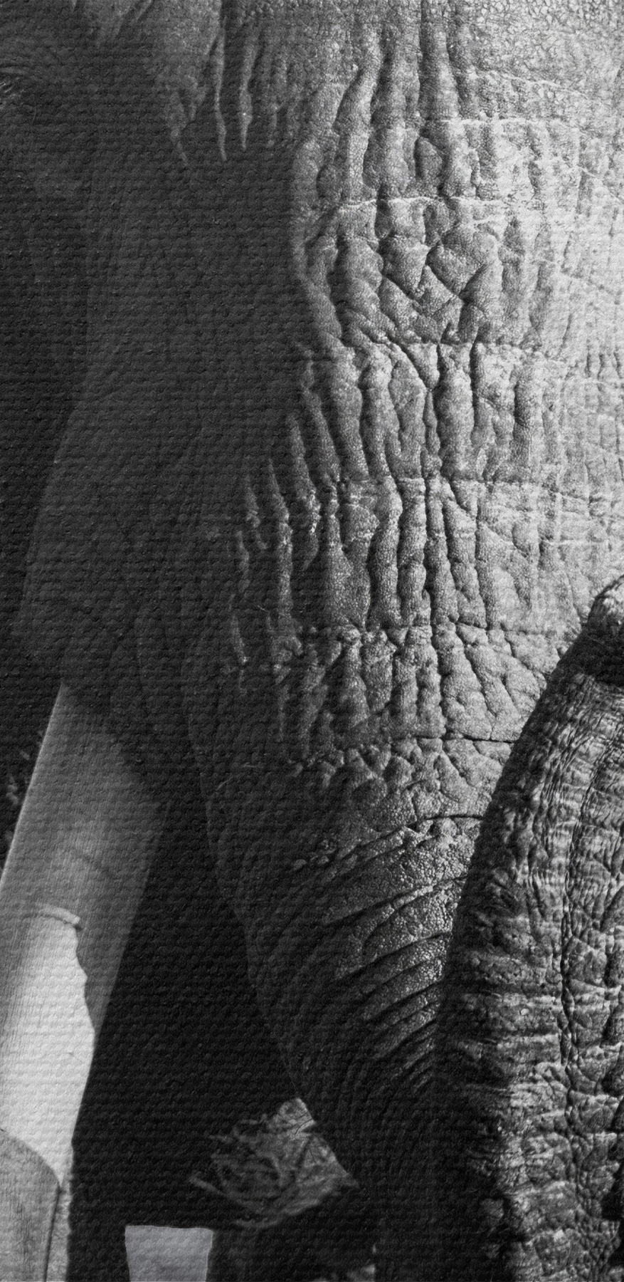 Un elefant cu colți care merge