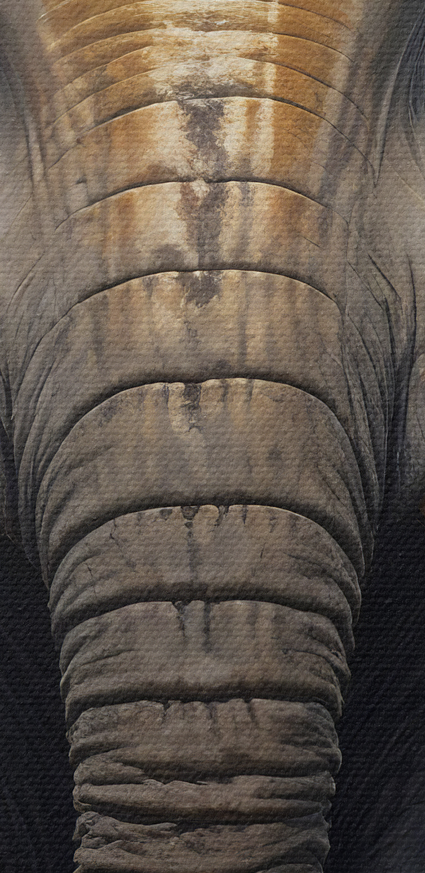 Un elefant cu urechi mari