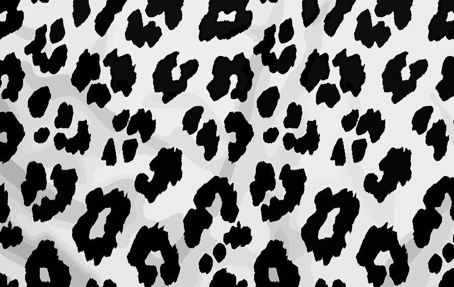Close up de o piele de animal alb-negru