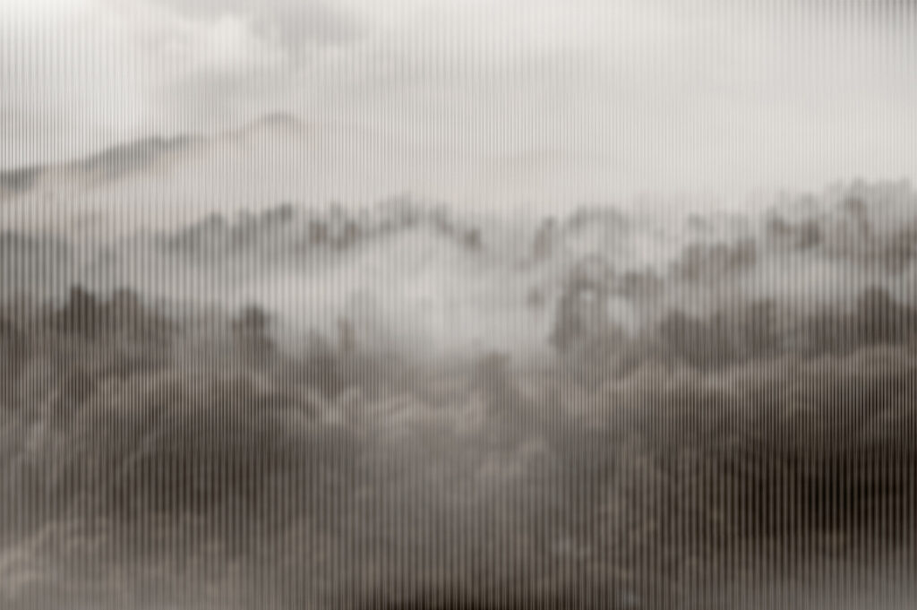 Foggy forest with trees