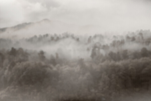 Foggy forest with trees