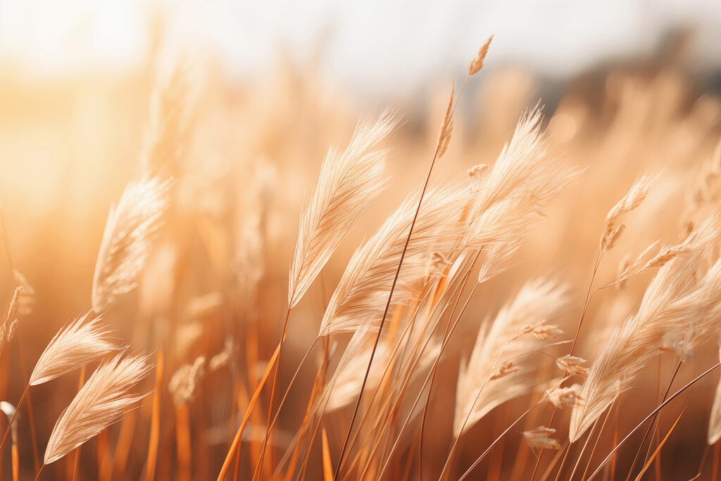 Warm sunlight on swaying grasses