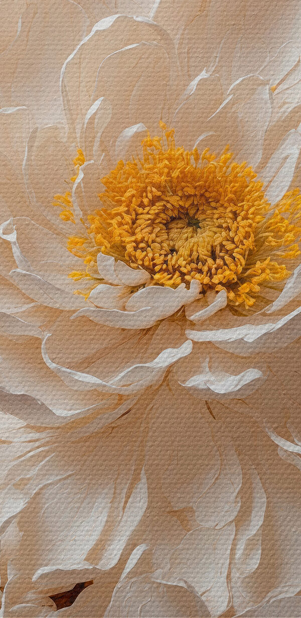 Floare albă cu un centru galben Floare albă cu un centru galben