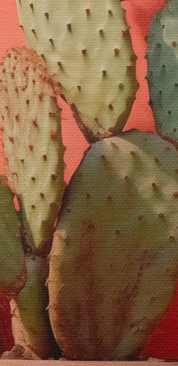 Cactus într-un ghiveci lângă un perete Cactus într-un ghiveci lângă un perete