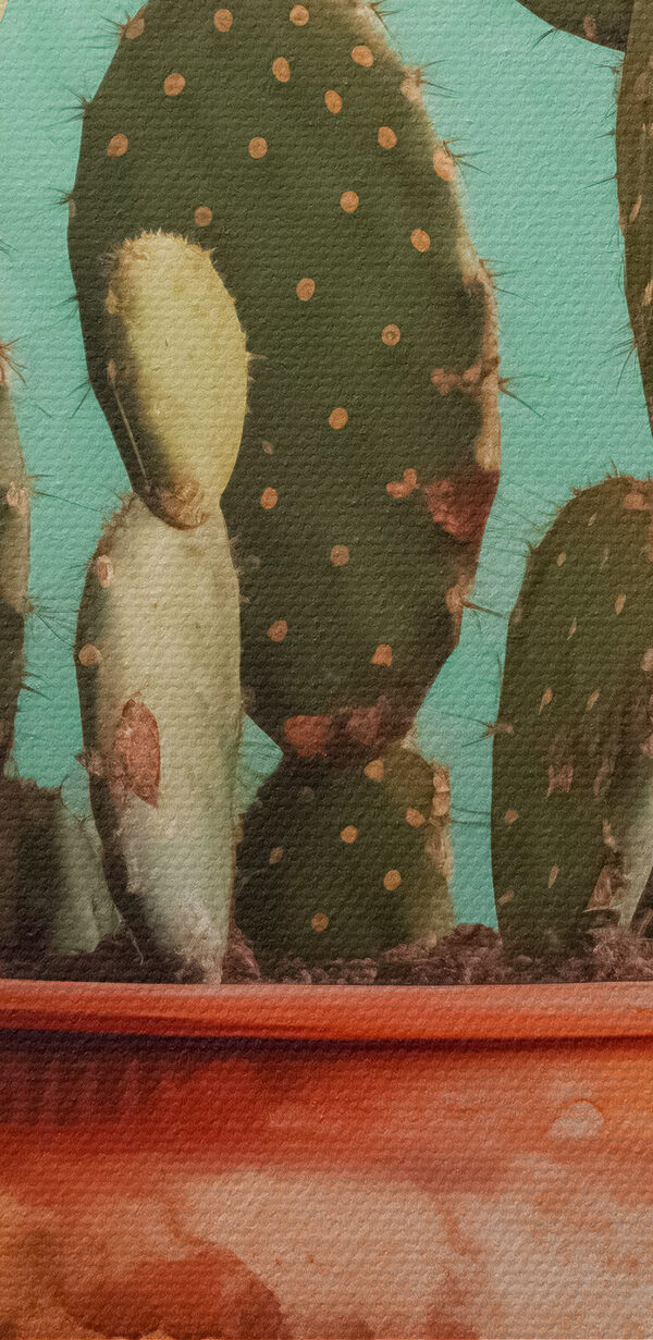 Cactus într-un ghiveci Cactus într-un ghiveci