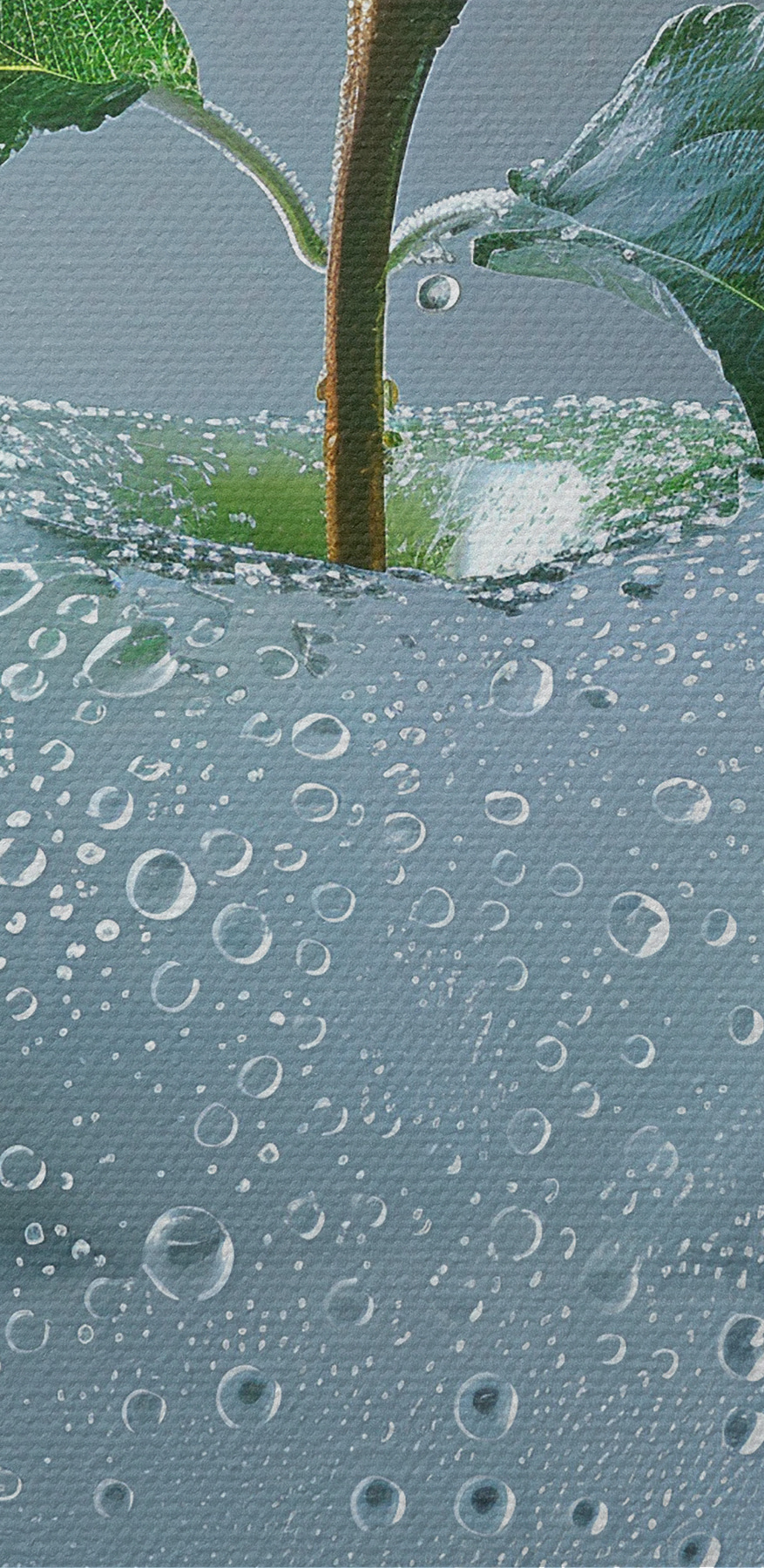 Măr transparent cu picături de apă pe el