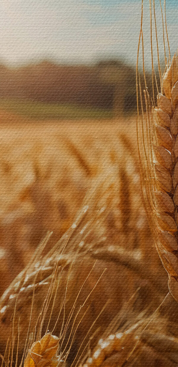 Câmp de grâu cu soarele strălucind în fundal Câmp de grâu cu soarele strălucind în fundal