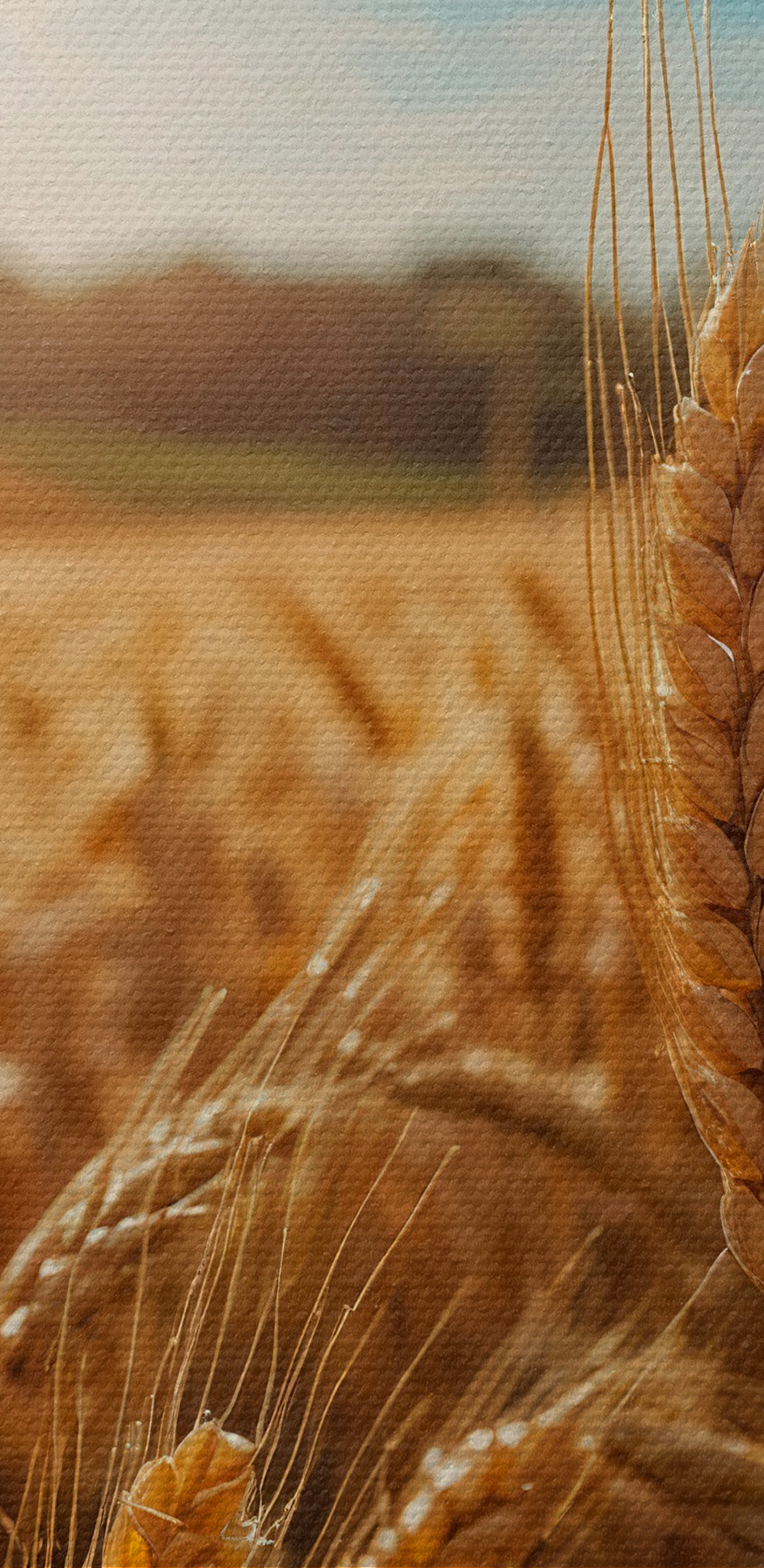 Câmp de grâu cu soarele strălucind în fundal