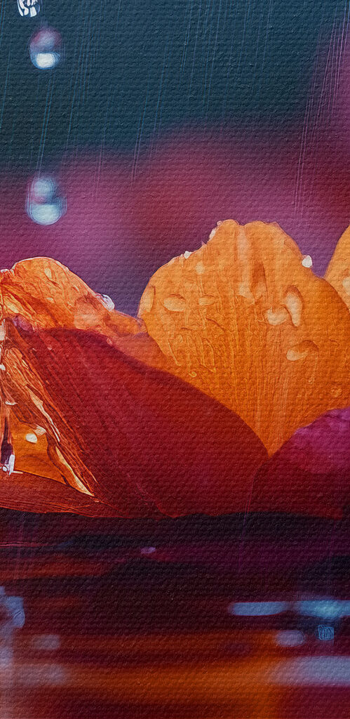 Flower in the water Flower in the water
