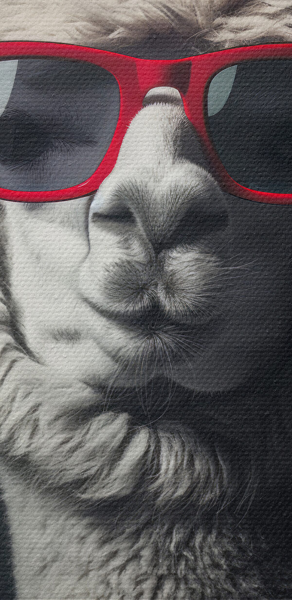 Llama poartă ochelari de soare roșii Llama poartă ochelari de soare roșii