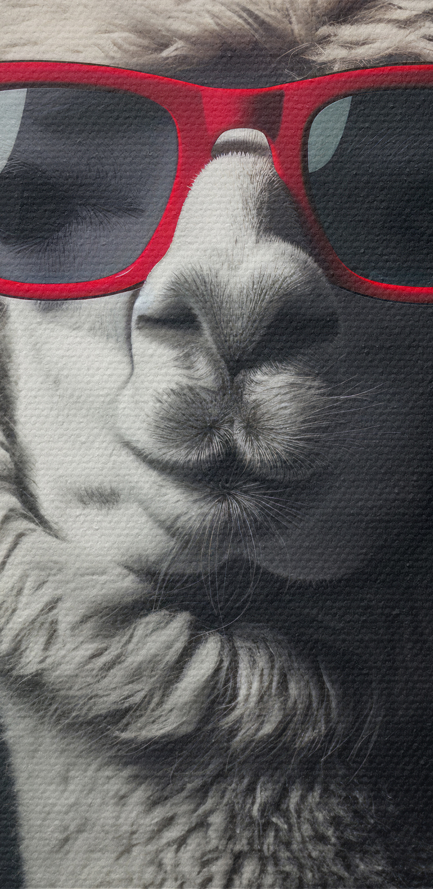 Llama poartă ochelari de soare roșii