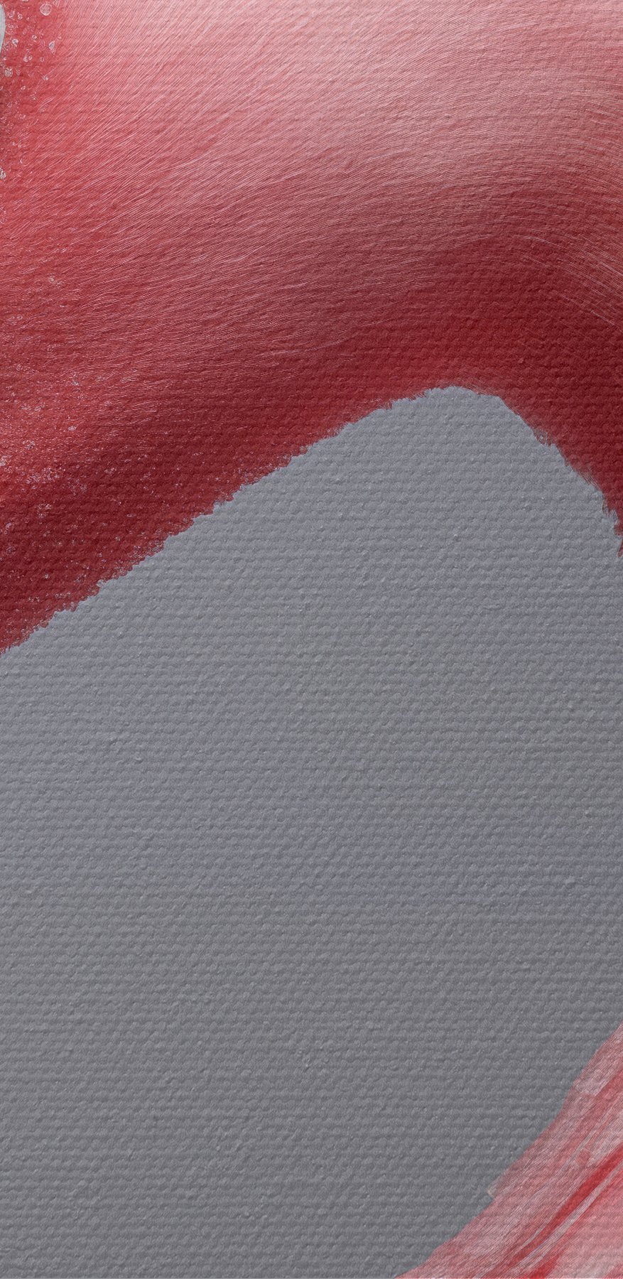 Close up de un flamingo roz