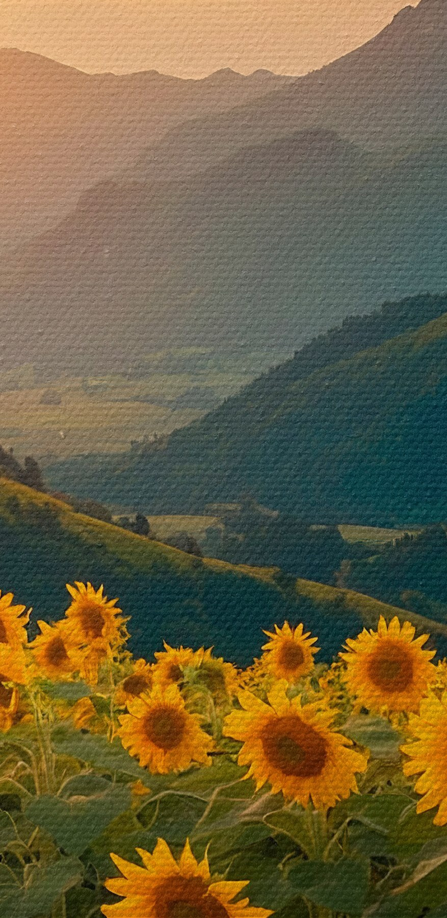 Câmp de floarea-soarelui în munți