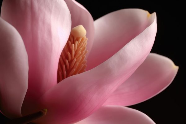 Petalele roz îmbrățișează miezul delicat. Petalele roz îmbrățișează miezul delicat.